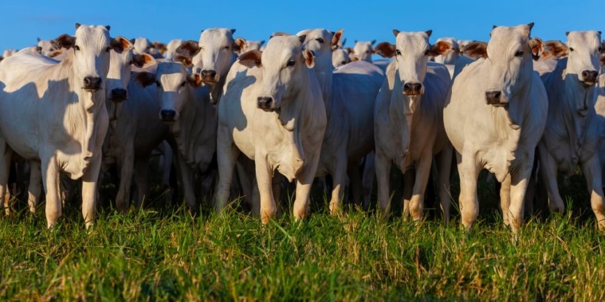 Produtores rurais de Andradas devem atualizar rebanhos