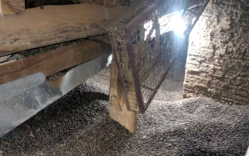 Mulher morre soterrada em silo de café na zona rural de Guaranésia (MG)