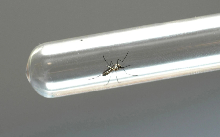 Nova lei garante indenização e pensão vitalícia a pessoas com deficiência causada por Zika