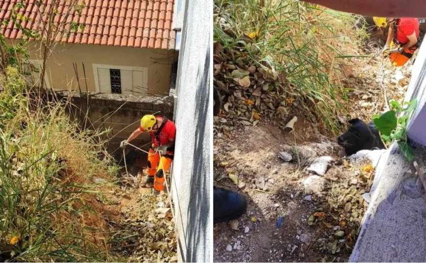 Corpo de Bombeiros resgata cachorro em barranco de 4 metros em Andradas