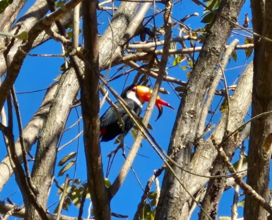 Tucano-toco com má formação no bico surpreende ao se adaptar na natureza