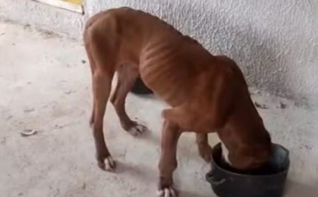 Pitbull é resgatada ferida e desnutrida na zona rural de Pouso Alegre; animal está internado e se recupera.