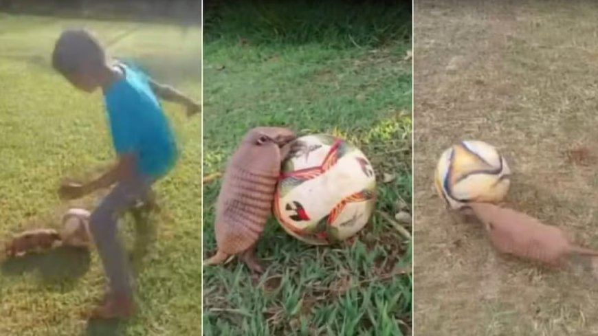 Tatuzinho 'jogador' mostra habilidade e se torna sensação em peladas na zona rural em MG.