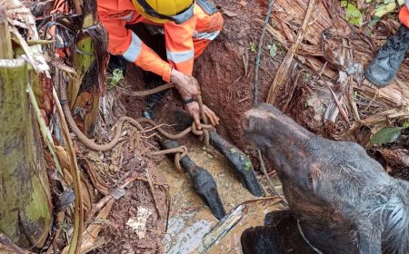 Bombeiros resgatam égua presa em cisterna no bairro Jardim Paraíso, em Três Corações