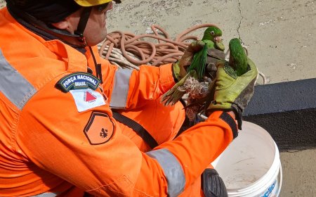 Bombeiros resgatam maritacas presas em telhado de edifício em Pouso Alegre