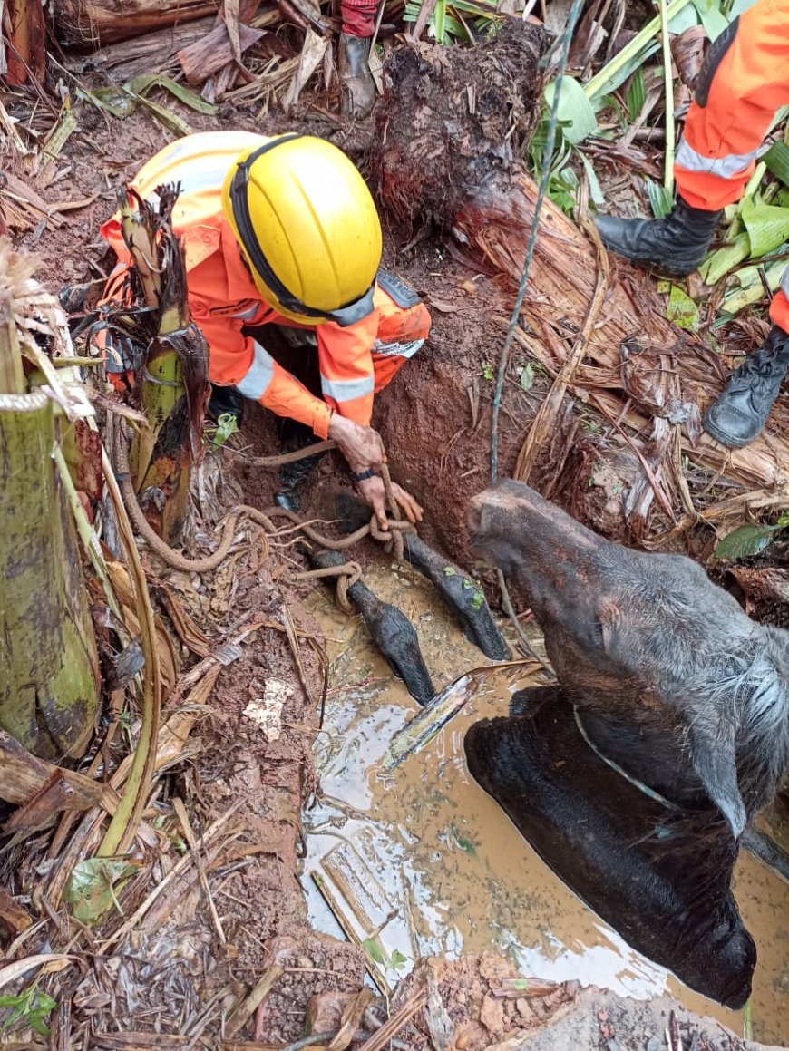 Bombeiros resgatam égua presa em cisterna no bairro Jardim Paraíso, em Três Corações