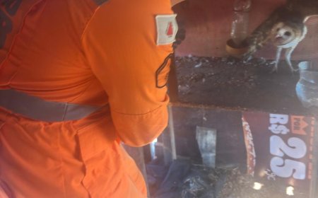 Bombeiros resgatam coruja ferida em fazenda da zona rural de Piumhi