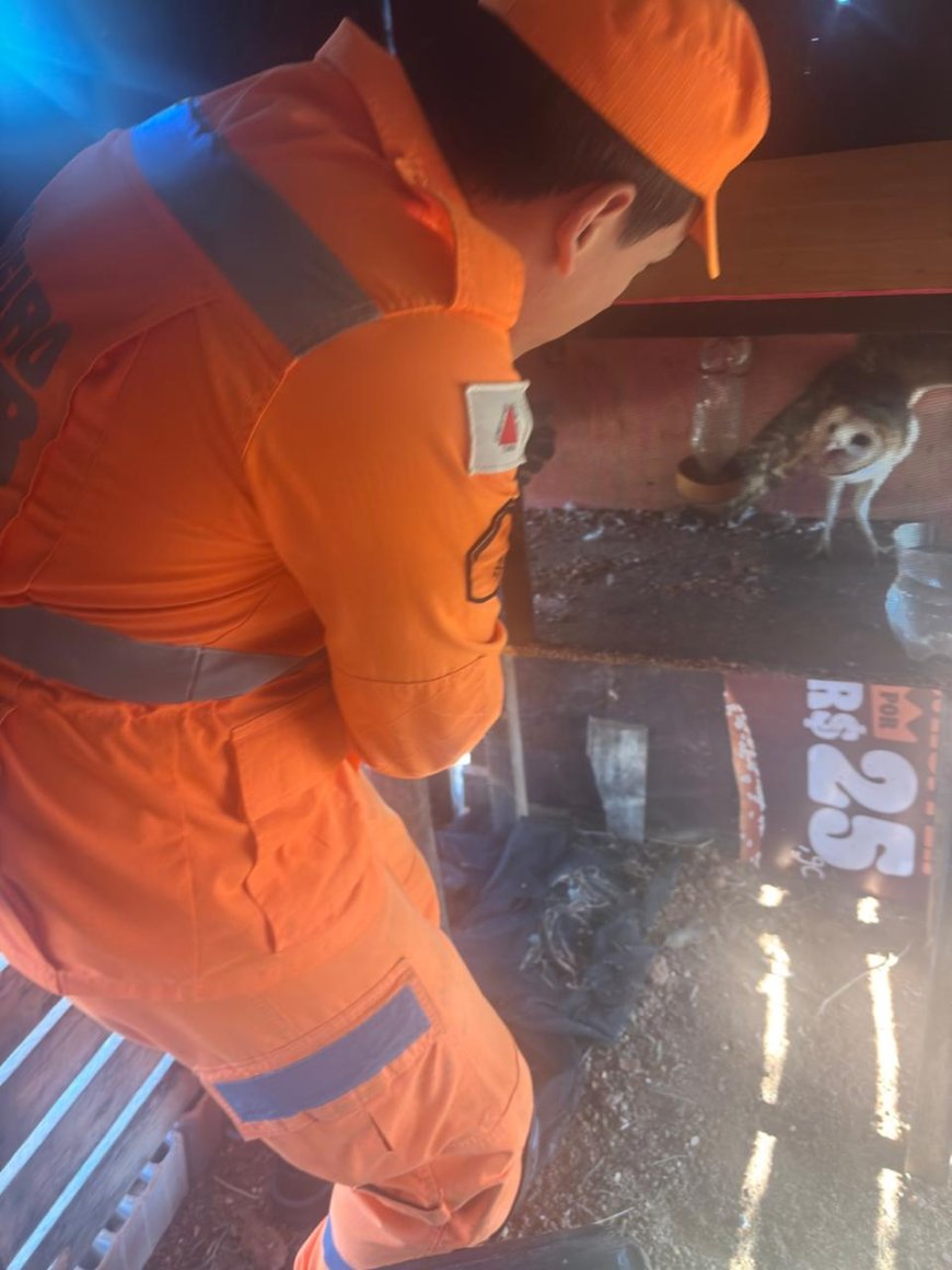 Bombeiros resgatam coruja ferida em fazenda da zona rural de Piumhi